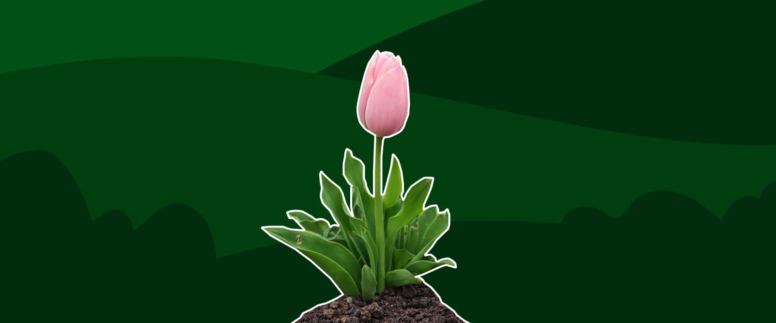Pink tulip bud sprouting from dark soil against a deep green background with shadowy foliage, symbolizing personal growth and the power of micro habits